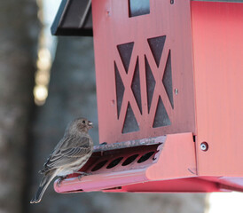 Brown Sparrow on Red Bird Feeder