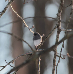 Dark Eyed Junco Bird Standing on Tree Branch