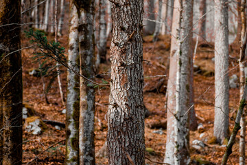 Pine trees on a cold winter day