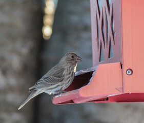 Brown Sparrow on Bird Feeder with Seed in Mouth