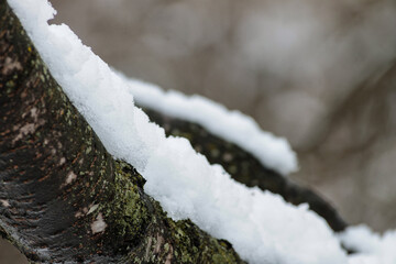 Snow on Branch