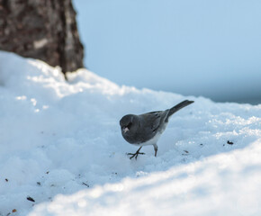 Dark Eyed Junco bird Walking Through Snow