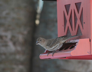 Brown Sparrow Getting Ready to Fly off Bird Feeder