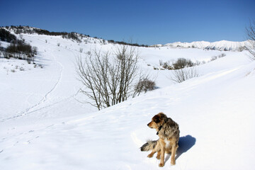 Beautiful dog in the snow admires the snowy landscape.
Dog adventure in the mountains.