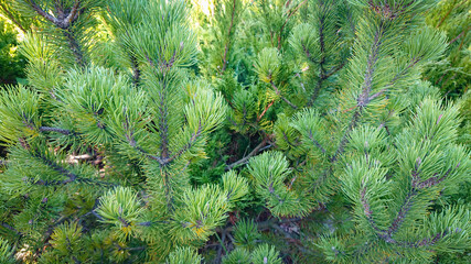 Wonderful spruce branch in sunlight