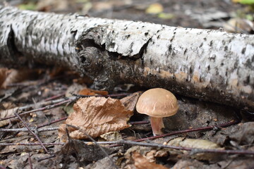 mushrooms on a tree