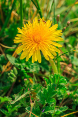 Single bloom of the flowers dandelions in a meadow. Insect ant between the yellow petals in detail. Green grass in the sunshine. Open flower head with petals with flower pollen