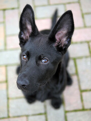 Close up of a sweet puppy dog with big ears. Portrait of a black German Shepherd looking at the camera.