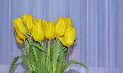 bouquet of yellow tulips on a blue background