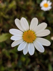 Fototapeta premium close up of flower