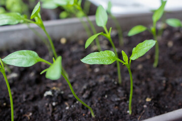 Young seedlings of peppers grow in a pot. Vegetable seedlings in pots