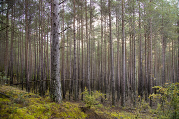 Dense forest in Catalonia