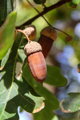 An acorn hanging on a branch of an oak tree © Aktrisa
