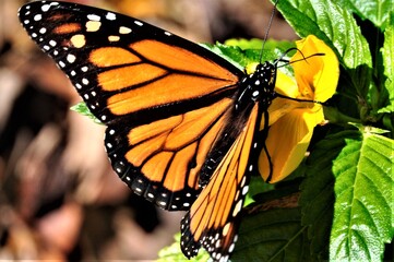 monarch butterfly on a flower