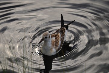 The seagull floats on the water. Birds and animals in the wild. Young lonely seagull.
