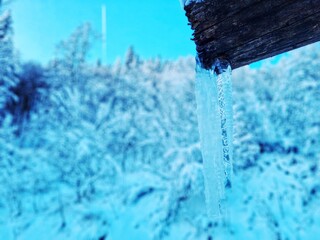Fototapeta na wymiar Close-up Of Frozen Plant Against Blue Sky
