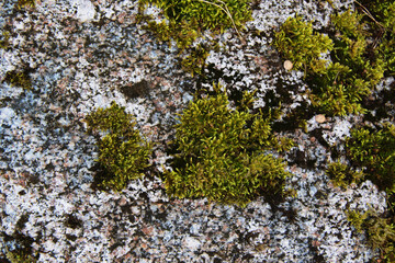 green moss on the stone