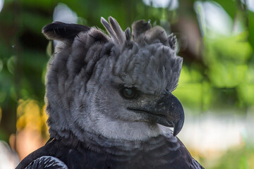 Close-up profile portrait of a harpy eagle. The American harpy eagle (Harpia harpyja) lives in the tropical lowland rainforests of America. It's a Near Threatened species.