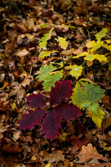autumn leaves on the ground