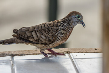 The cripple zebra or barred ground dove with one paw sits on a concrete windowsill with a piece of food in its beak. Geopelia striata lives in the shrubland in Southeast Asia and Hawaii.