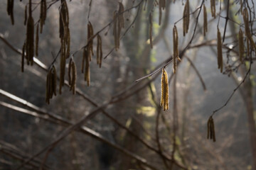 Illuminated rare leaf