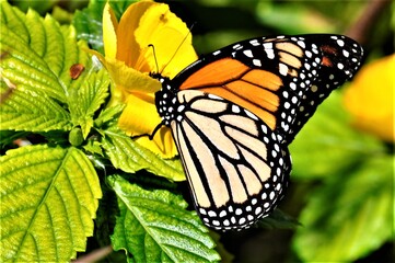 monarch butterfly on a flower