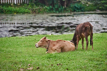 Naklejka na ściany i meble Cows eating green grass in the field