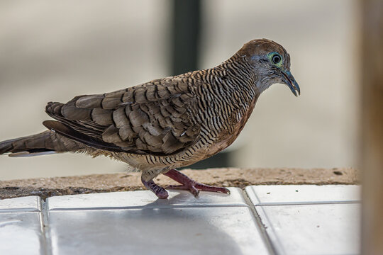 The cripple zebra or barred ground dove with one paw sits on a concrete windowsill with a piece of food in its beak. Geopelia striata lives in the shrubland in Southeast Asia and Hawaii. - Powered by Adobe
