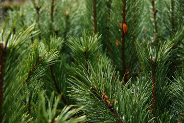 green pine tree branch with long needles