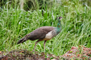 Peacock walking in the grass, Sri Lanka birds