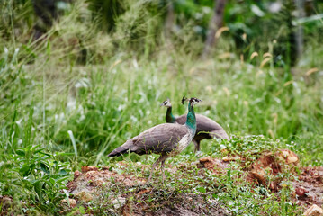 Two peacocks walking in the grass, Sri Lanka birds