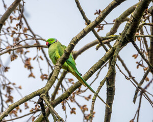 Parakeets