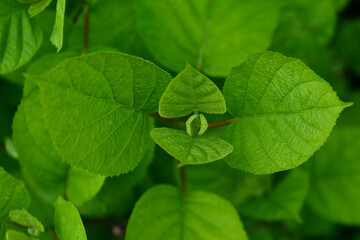 Young, fresh, green leaves on a green background.