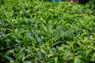 Fototapeta na wymiar Tea plantations in Sri Lanka highlands, bushes close up