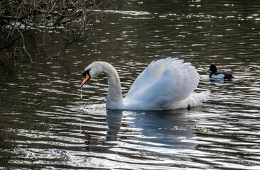 Fototapeta premium Swan