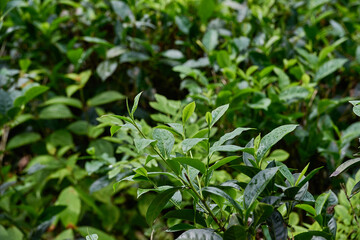 Tea plantations in Sri Lanka highlands, bushes close up