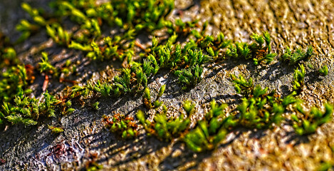 Pflanzen auf einem Baumstamm