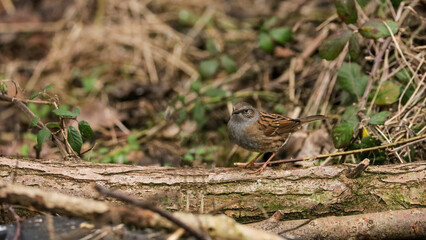 sparrow on the ground