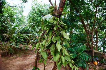 Cinnamon tree raw branches and leaves