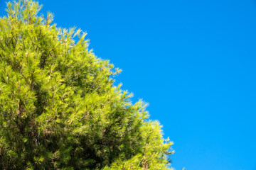 Green pine tree with long needles on a background of blue sky. Freshness, nature, concept. Latin: Pinus brutia