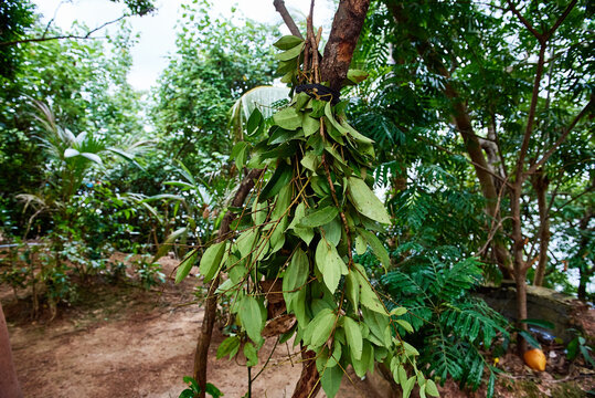 Cinnamon tree raw branches and leaves