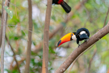 The Toco Toucan (Ramphastos toco)
