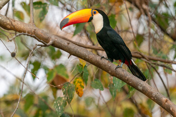 The Toco Toucan (Ramphastos toco)