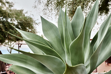 Large leaves of the green agave plant, succulent. An evergreen plant. Heat-loving plant.