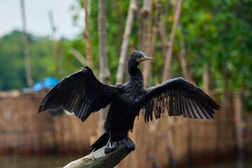 The Indian Cormorant (Phalacrocorax fuscicollis) - black diving srilankan bird spreading his wings drying 