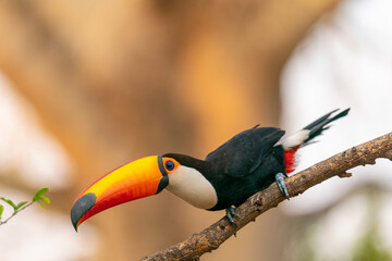 The Toco Toucan (Ramphastos toco)