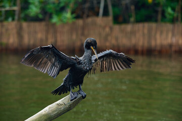 The Indian Cormorant (Phalacrocorax fuscicollis) - black diving srilankan bird spreading his wings drying 
