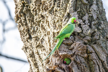 Parakeets