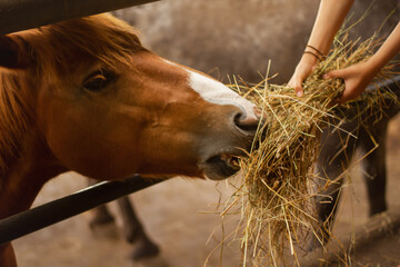 Ein braunes Pferd wird von einer Kinder Hand in einem Pferde Stall in einem Bauernhof mit Heu...