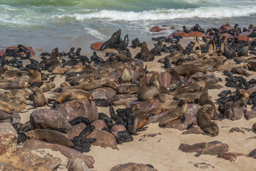 Fototapeta na wymiar Colony of fur seals at Cape Cross at the skelett coastline of Namibia at the Atlantic Ocean